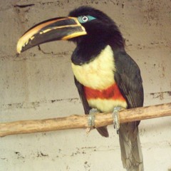 Chestnut-eared Aracari (Pichi Bandirojo)