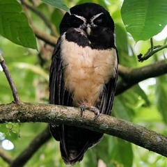Spectacled Owl (Lechuzón de Anteojos)