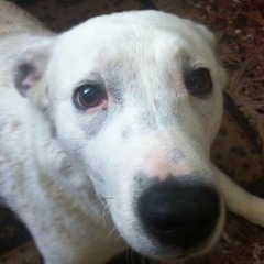 Skula me kanes k Liwnw - markos [allemaos version]