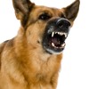 Download Video: Angry DOG Bark & Growl Sound Effects [High Quality]