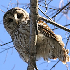 X the Owl - The Miseducation Of Shorewood Hills