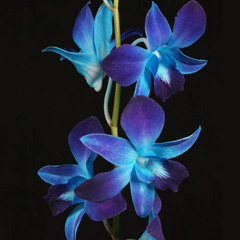 The Orchid Fades