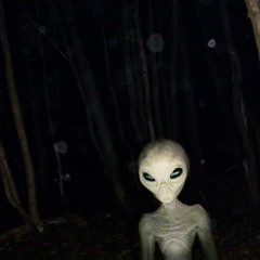 Two Nights In A Forest