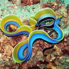 Real Eels Wavy Mox