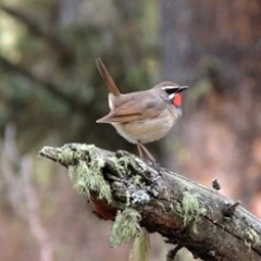 PAJAROS