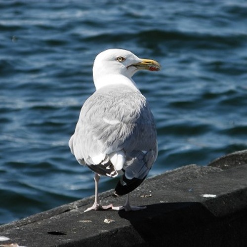 Orpheus (David Sylvian)