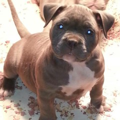 Blade Wash Mc Code Rouge