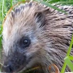 hedgehog sounds