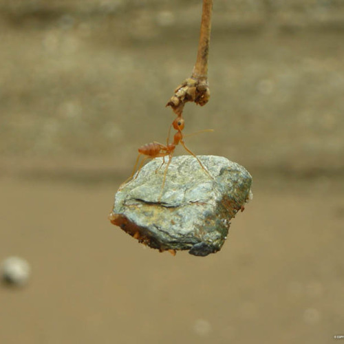 Fl demo songs Mash Up