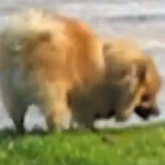 FRENCH-ASS RESTAURANT