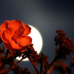 Marcelo Bacochina - Lua e Flor (Oswaldo Montenegro)