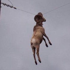 Chèvre #1
