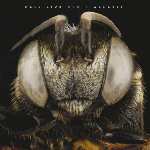 kaly live dub allaxis kaly live dub allaxis