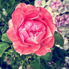 Robert Babicz - Rosegarden