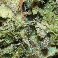 Royal Kush Riddim Preview (Reggae/HipHop)