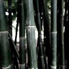 เราทุกคนต่างมีพ่อ มีแม่เป็นของตัวเอง