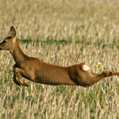 و چه گریزان پای به سانِ آهو