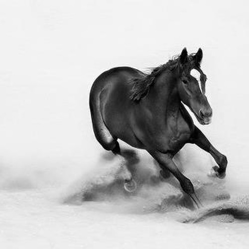 محمد واعر ياريت