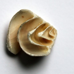 SHAY ZEITUNEY and LOSTOYZ-Levad