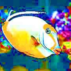 Keeping Tropical Fish