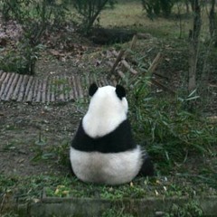 Rane Beats Lonely panda