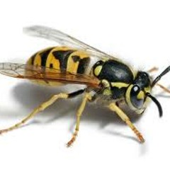 A swarm of wasps around a glass of lemonade