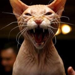 FAKT - Catpiss