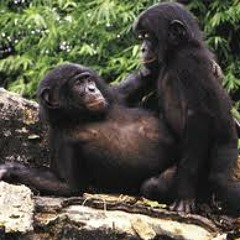 Bonobo Song