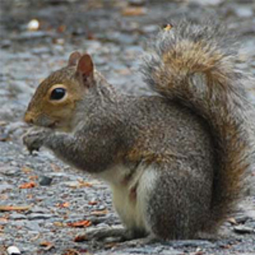 Hey Little Squirrel - The Raging Idiots