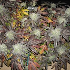 No Reggie - J Thugga G ft. S.O.