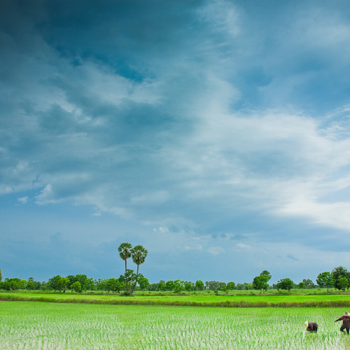 আজ  ধানের ক্ষেতে...