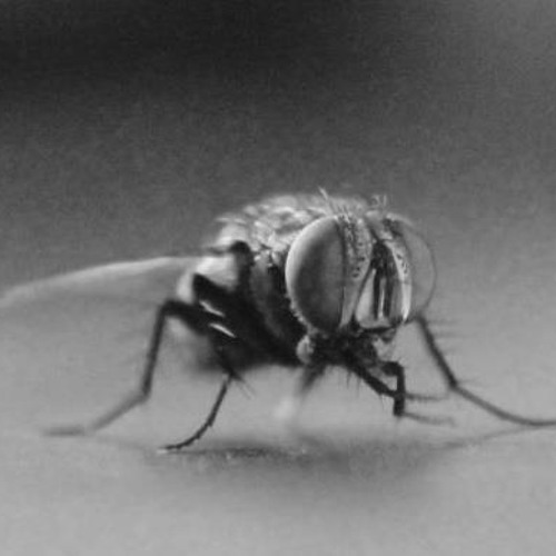 The Fly On The Window