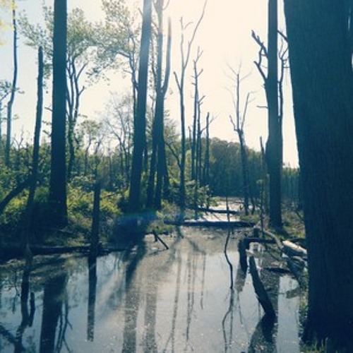 Stream Animal Miike Snow (Cover) by ohbays Listen online for free