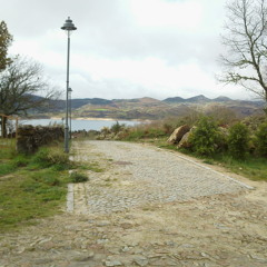 Cows Pasturing, Portugal