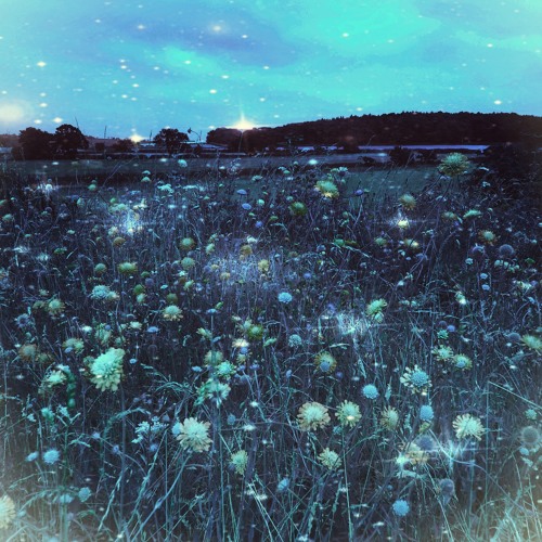 Nocturnimal