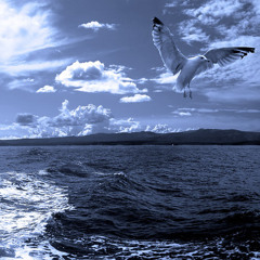 Mark Walter - Fly