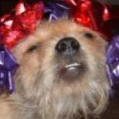 DJTomBbz - Shoot Me With A Gun