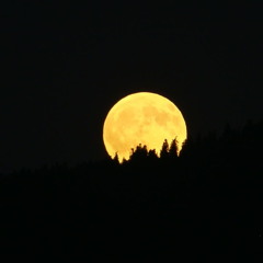 My Hearts Nocturne