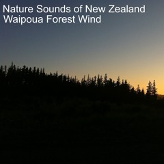 Waipoua Forest Wind