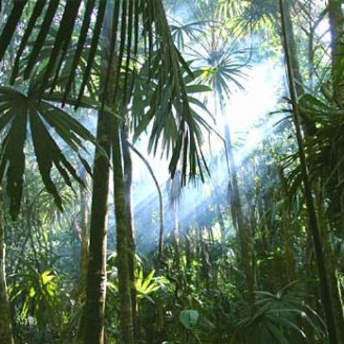 Why Every Traveler Needs To Visit Borneo Once