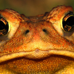 Toad Hop