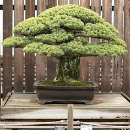Bonsai Salad