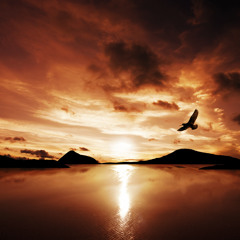 Minilogue - Bird Song