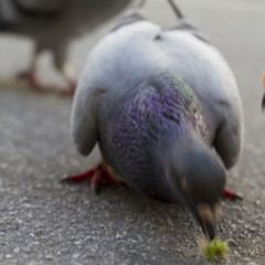 Beasty Boys - Body moving  ( Xone Ranger Remix ) Free Download