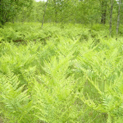 Fernbed - Live At The Yard 062013 - 02 Joan Of Arc V2