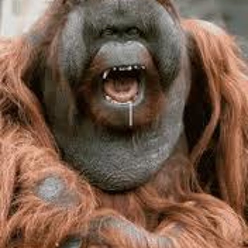 Drooling Monkey Drooling Line Filled Icon 36955633 Vector Art At