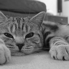 Армани (Мишо Шамара A.k.a. Big Sha Diss)