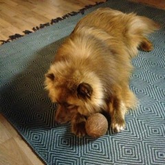 Dog Howling