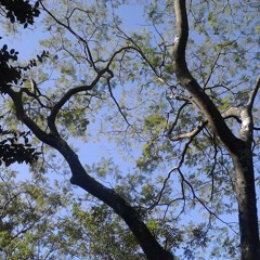 Khalil Menegolo - Então O Samba Reinará