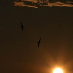 MACRIMA - Schwalbenflug am Abendhimmel
